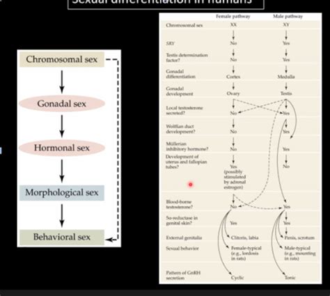 Sex Determination And Differentiation Flashcards Quizlet