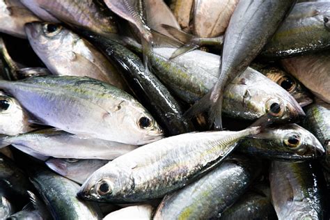 5 Reasons That Make Fish Highly Perishable The Food Untold