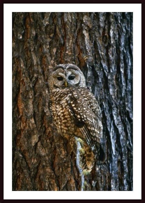 An Owl Perched On The Side Of A Tree In Front Of A Bark Covered Trunk