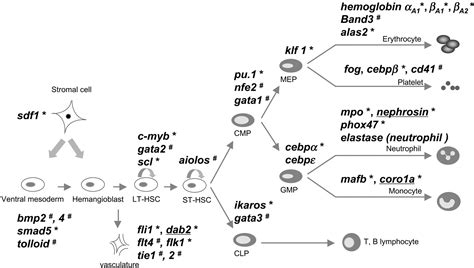 Hematopoietic Gene Expression Profile In Zebrafish Kidney Marrow Pnas