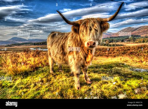 Isle Of Mull Scotland Artistic Close Up View Of A Highland Cow