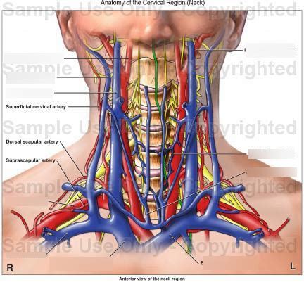 Neck Arteries And Veins Diagram Quizlet