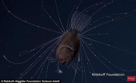 First Ever Video Footage Of Anglerfish Mating Daily Mail Online