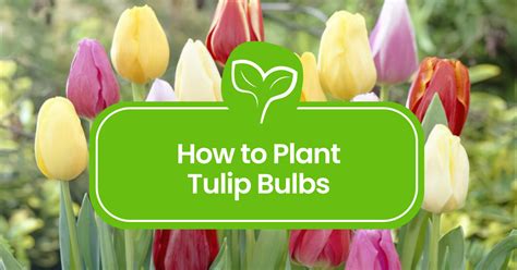 How To Plant Tulip Bulbs Your Step By Step Guide Plant Propagation