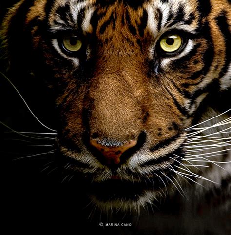 25 Amazing Wildlife Photography By Marina Cano Great Inspire