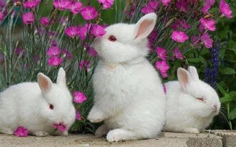 Rabbit Wallpapers Top Free Rabbit Backgrounds Wallpaperaccess