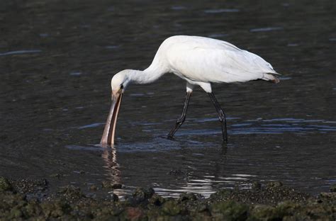 La Palma Birds Juvenile Spoonbill