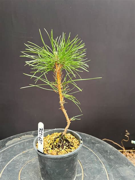 Pinus Thunbergii Japanese Black Pine Starter Bonsai Store Bonsai Me