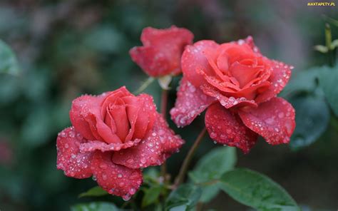 Tapety Zdjęcia Czerwone Deszczu Krople Róże