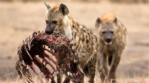 30 Interesting Spotted Hyena Facts Factins