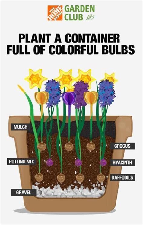 How To Layer Spring Bulbs Layering Spring Bulbs In Pots Flower Pots