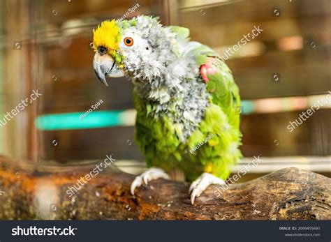 Sad Parrot 801 Photos Et Images De Stock Shutterstock