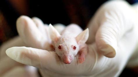 Petition · End The Sale Of Animal Tested Cosmetics In New York United