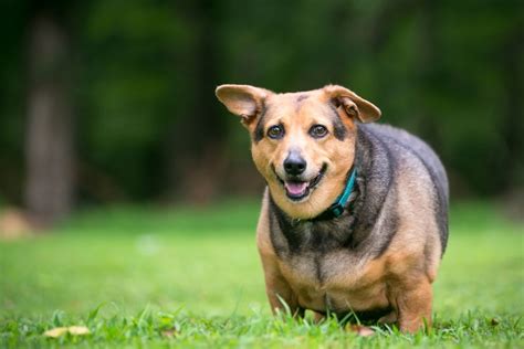 How To Prevent And Manage Obesity In Dogs Vetster