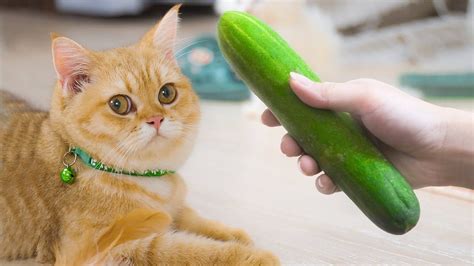 Cat Vs Cucumbers You Think Cats Afraid Of Cucumbers Cats Vs
