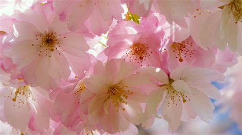 Download Japanese Cherry Blossom Laptop Wallpaper In Uhd
