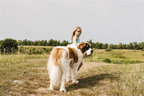 20 Most Loyal Dog Breeds That Make Great Pets Readers Digest
