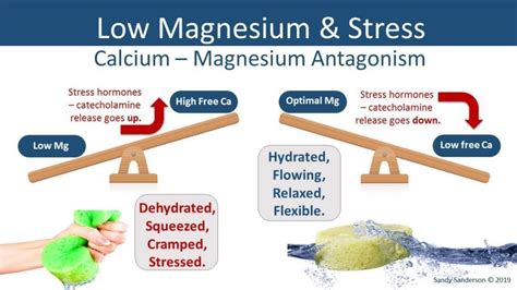 Protect Against Cardiovascular Disease With Magnesium Elektra Magnesium