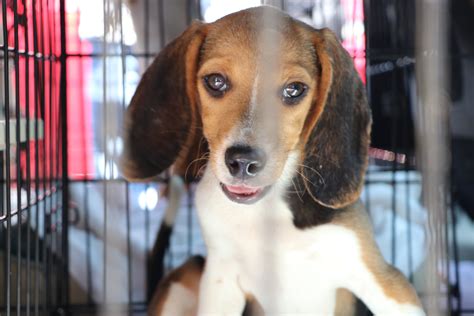 Last Envigo beagles scheduled to be removed from Virginia facility this