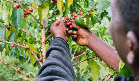 12 African Countries With the Most Diverse Natural Resources