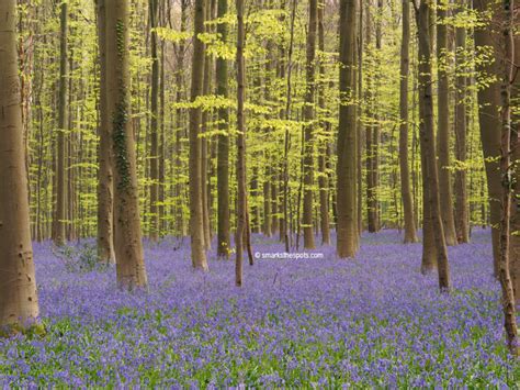 Bluebells At Hallerbos S Marks The Spots