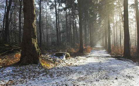 Nature Landscapes Trees Forest Roads Path Trail Sunlight Sunbeam Fog