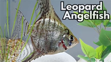 Caring For Leopard Angelfish Tips And Tricks Pterophyllum Scalare