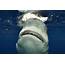 Gargantuan Bull Shark Bares Its Rows Of Teeth In Terrifying Close 