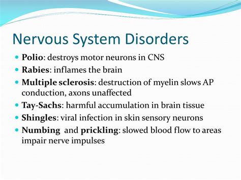 Ppt Fundamentals Of The Nervous System Powerpoint Presentation Free Download Id4386006