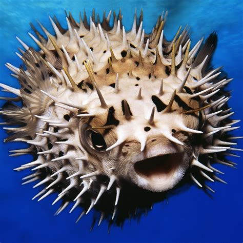 Puffer Fish Before And After
