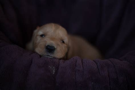 The sweet angel baby with puppy dog eyes. Golden Retriever Puppies For Sale | Barnstead, NH #265448
