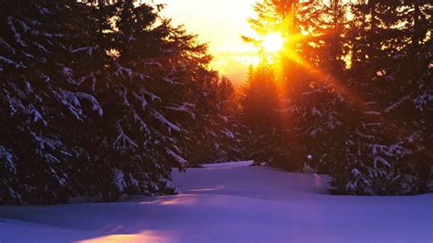 Online Crop Green Pine Trees Trees Landscape Snow Forest Hd