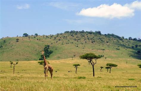 Masai Mara Photos And Images Best Free Hd Maasai Mara Pictures Masai