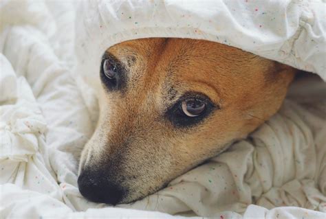 Tips From The Pros On Calming Your Anxious Dog This Dogs Life