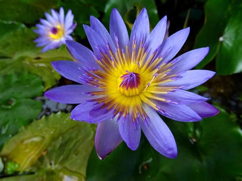 Blue Water Lily Flower The Nymphaea Lotus By Cloudwhisperer67 On