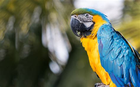 Download Wallpapers Blue Yellow Macaw 4k Tropical Parrot Beautiful