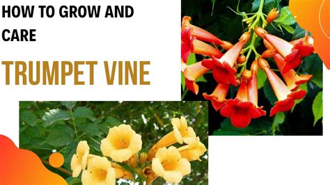 How To Grow And Care Trumpet Vine Trumpet Creeper Youtube