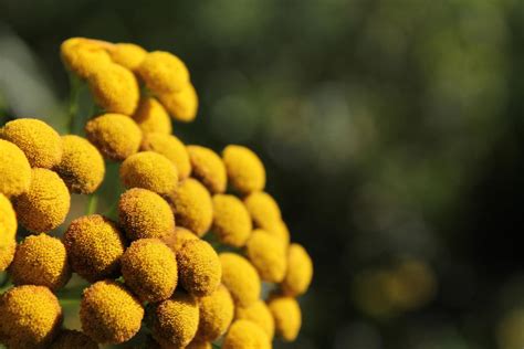 Yellow Montana Wildflower By Johann Goethe On Deviantart