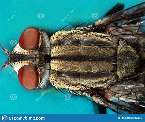 Macro Photo Of Housefly Isolated On Background Stock Image Image Of