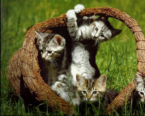 Kittens In A Basket Kittens Cutest Cats And Kittens Ausgestopftes