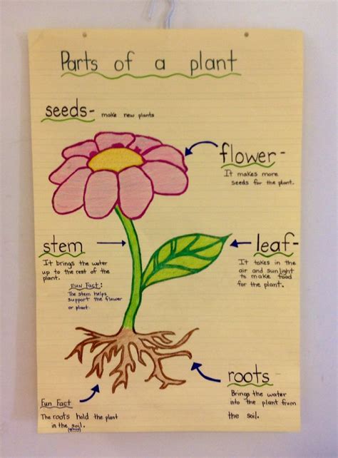 Research Focus Parts Of A Plant Anchor Charts From