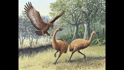 The Moa Giant Birds Of Old New Zealand Youtube