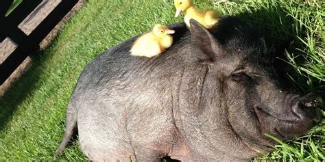 18 Pigs Who Are Too Adorable To Be Real The Dodo