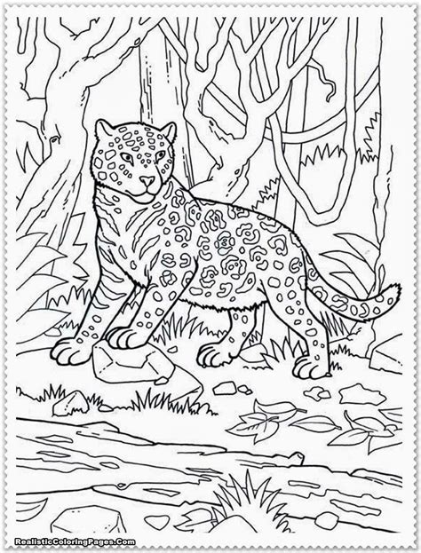 Baby Jungle Animal Coloring Pages Top 10 Jungle Animals Coloring