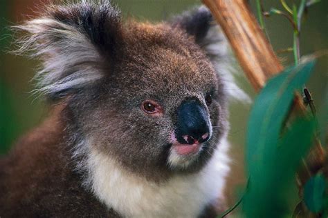 Koala In South Australia Kangaroo Island