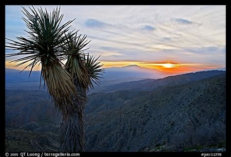 Picturephoto Yucca At Sunset Keys View Joshua Tree National Park