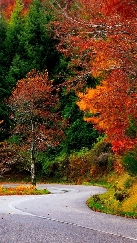 Forest Autumn Fall Road Leaves Trees Colorful Nature Iphone Wallpaper