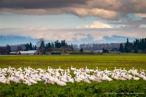 Snow Geese In The Skagit Valley Michael Mcauliffe Photography