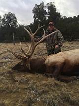 Arizona Elk Hunting Outfitters Pictures