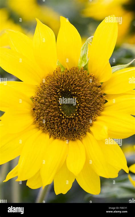 Helianthus Annuus Pacino Gold Flower Stock Photo Alamy